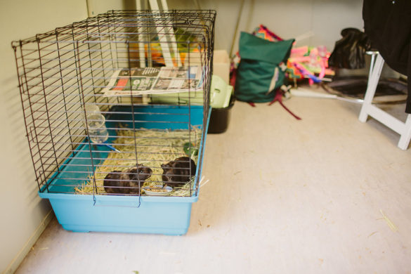 Kate Pardey Photo Gallery – Cirque Alfonse : Barbu 2016